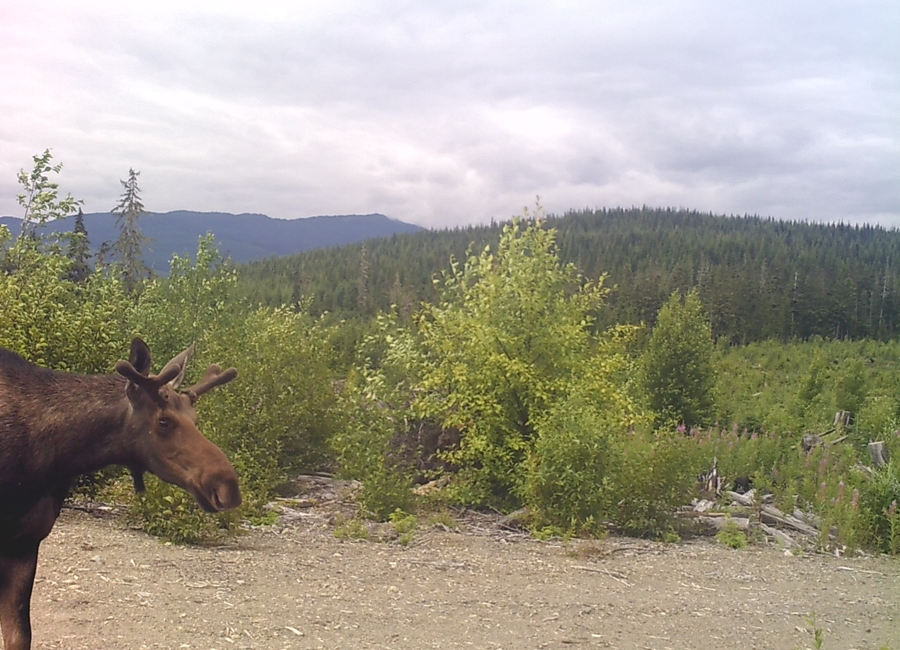 A moose poking it's head and body towards a game cam. There is green bush and forest with mountains in the background. The sky is cloudy.