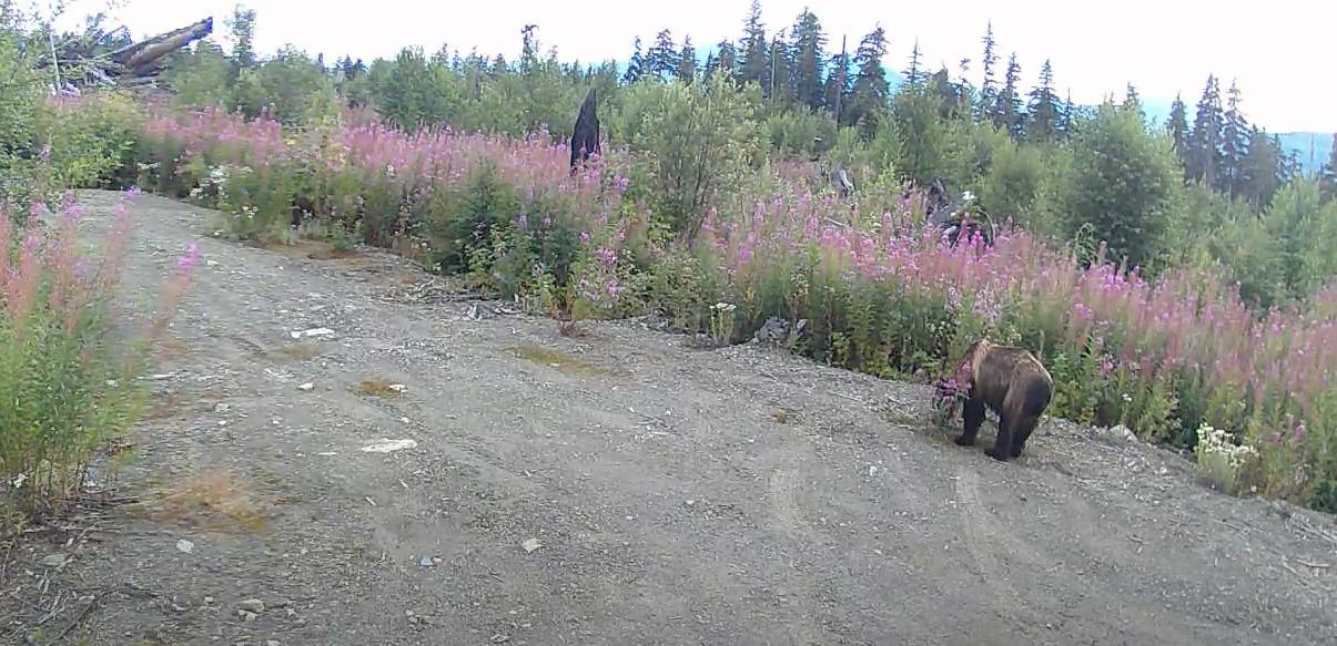 Grizzly bear sniffing around beehives. No audio.