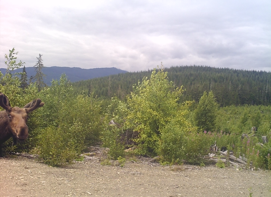 A moose poking it's head towards a game cam, bust and mountains in the background.  The game cams are used to protect the beehives when they are in the mountains. 