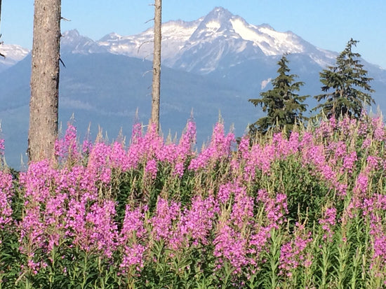 Pictures of a big field of fireweed with snowy mountain peaks in the background, taken in northern British columbia. 