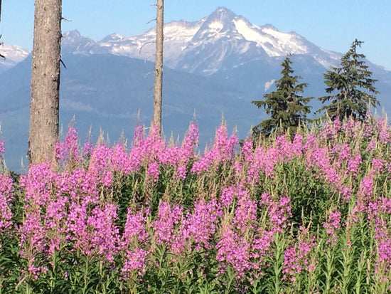 Pictures of a big field of fireweed with snowy mountain peaks in the background, taken in northern British columbia.