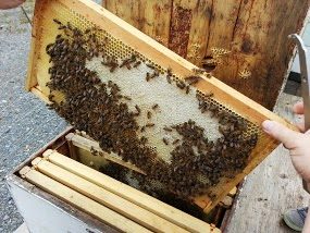 A frame of honey bees being lifted out of a bee hive.