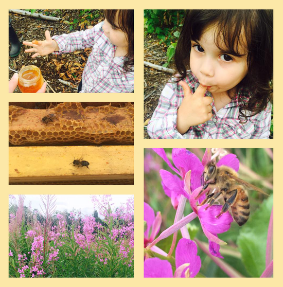collage of 5 pictures, the top pictures are a dark haired toddler dipping their finger in honey to taste. Fireweed in a field. Bee crawling on a wax frame. Close up of a Honeybee on a fireweed flower.
